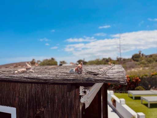 naturaleza, conejos, cielo